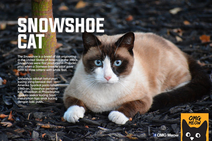 47. Snowshoe Cat