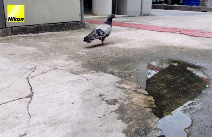 The only pigeon who survived