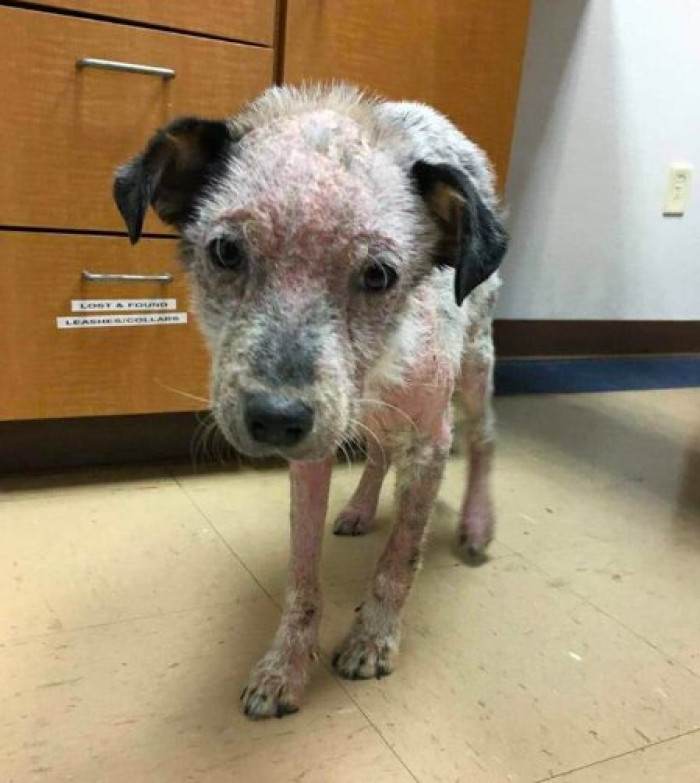 Two small dogs cuddle in cramped kennel space, relying on each other