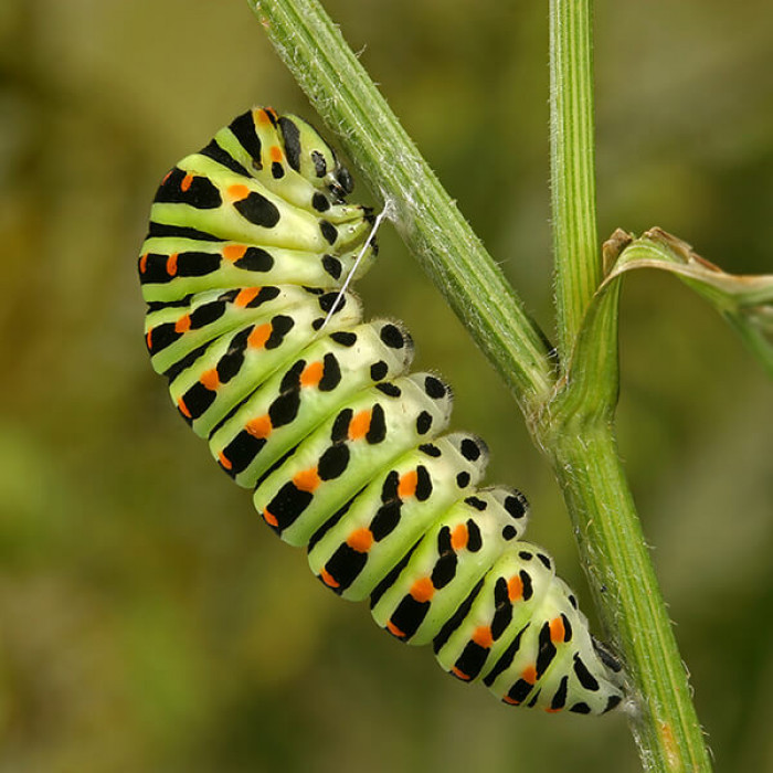 5. Swallowtail Caterpillar
