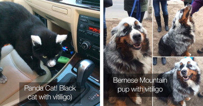 29 Cute Animals With Vitiligo Who Look Like They Are 'Running Out Of Ink'