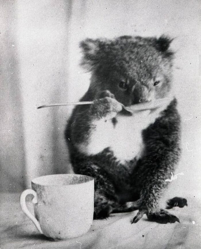 5. A Koala Drinking From A Spoon In Australia (1900)