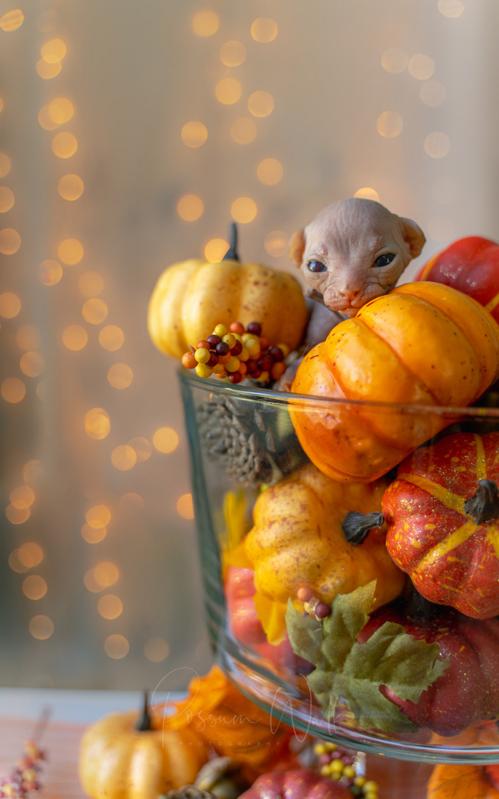 2. Naked Ladies Cat House is an