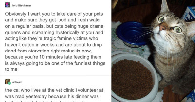 Wholesome Stories About Cats That Will Brighten Any Dull Day