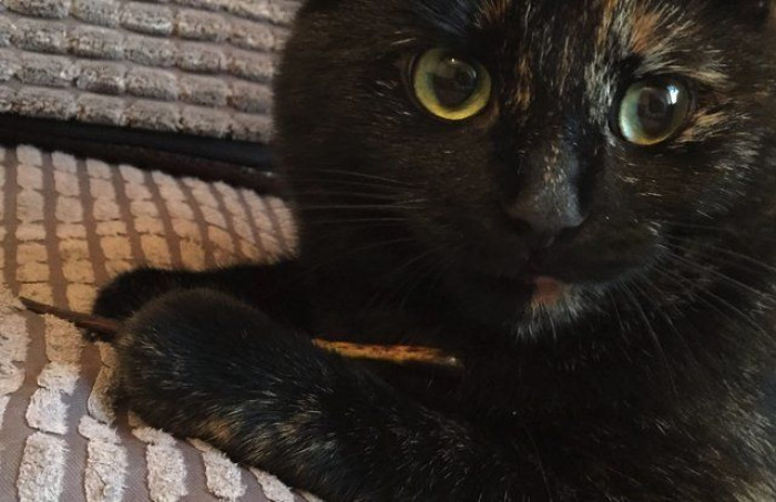 She likes mixing it up sometimes and brings him a twig instead of a leaf.