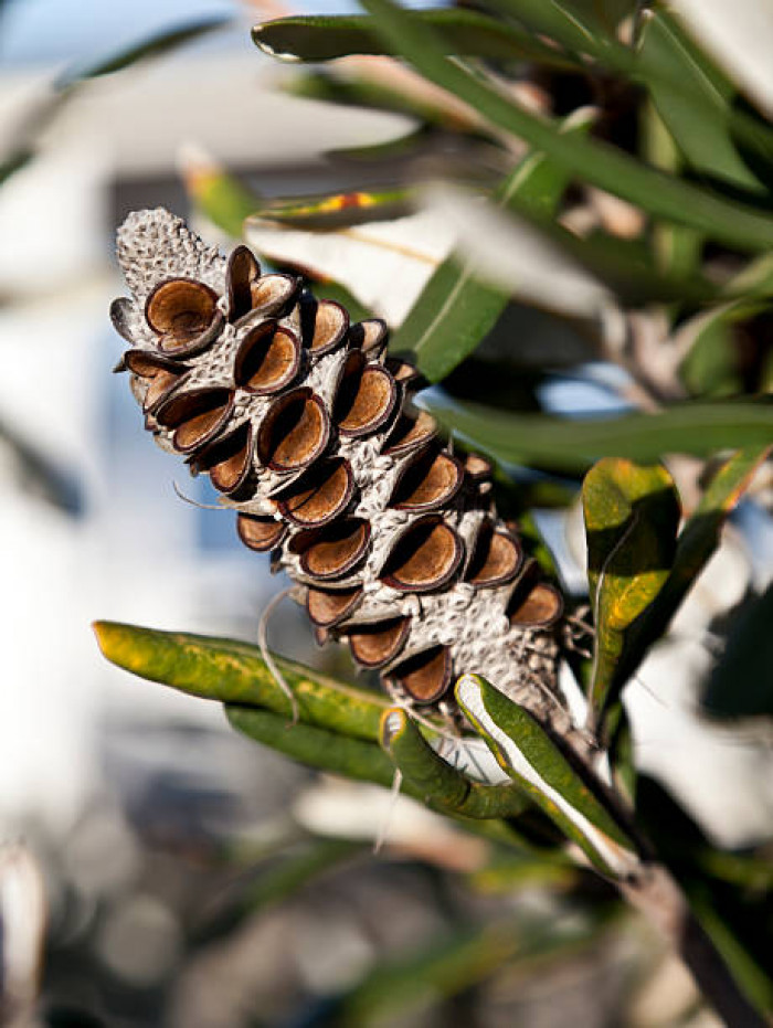 After the banksia's beautiful red or yellow flowers fall off, the cone still grows on the tree. 