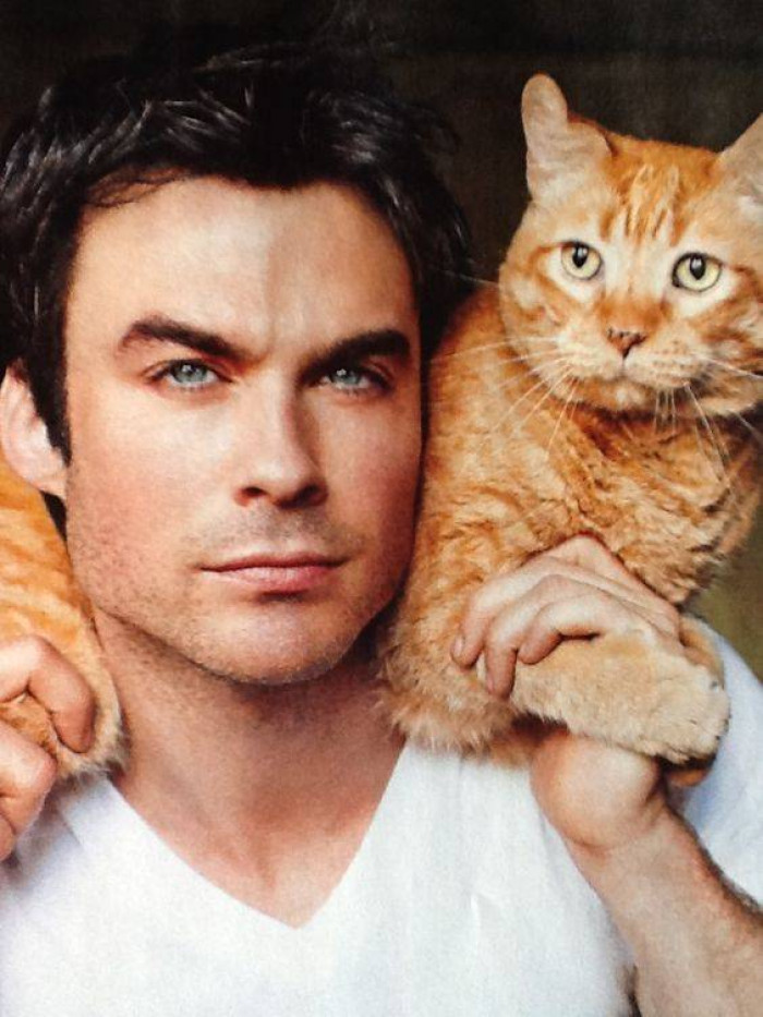 10 Cats and Their Handsome Celebrity Owners