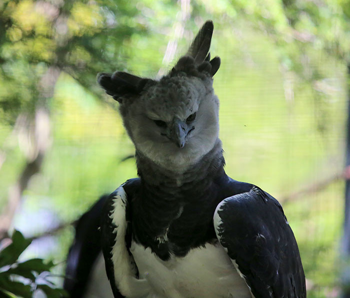 Harpy eagles consume larger preys like: “Monkeys, tree porcupines, sloths, coatis, birds, snakes, lizards, etc.” according to Fact Zoo