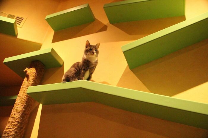 Look at this feline, just looking divine up there.
