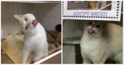 Window Licking Shelter Cat Tries His Best To Get Adopted