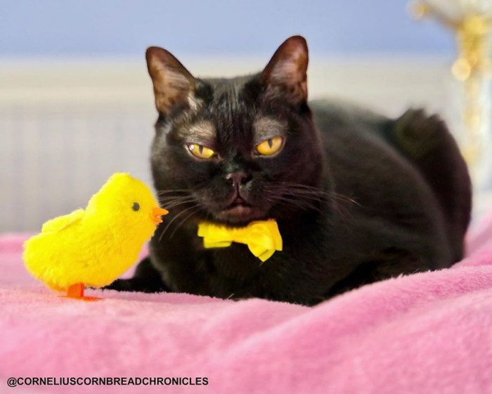 Quirky Black Cat With Eyebrows Named Cornelius Cornbread Is Taking Over