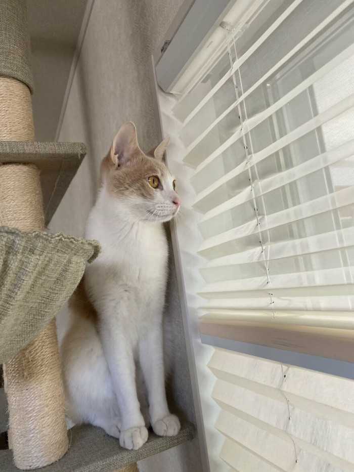 This cat is perfectly fine staying at home too!