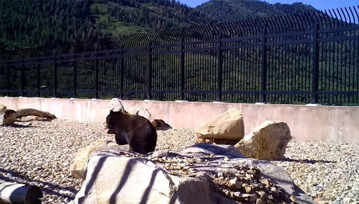 Big or small, they can't escape accidents