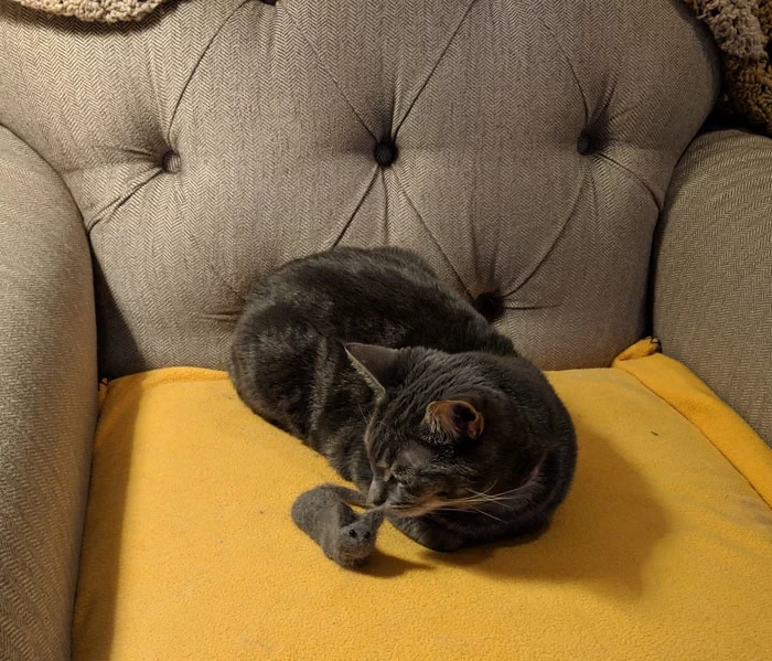 Yes, that is a smaller version of the cat made out of the cat's own fur!