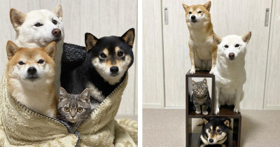 Silly Cat Thinks He's a Dog and Hangs Out with His Dog Brothers