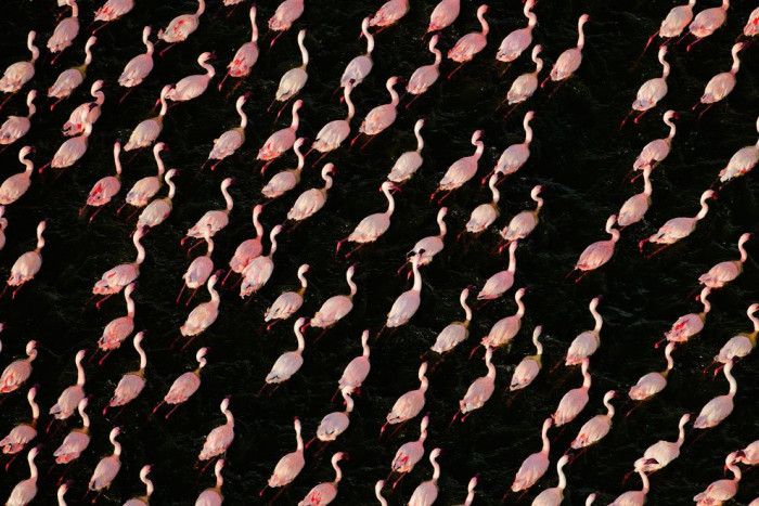 Flamingos swimming in the lake