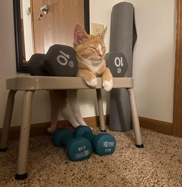 2. Gym catquipment.