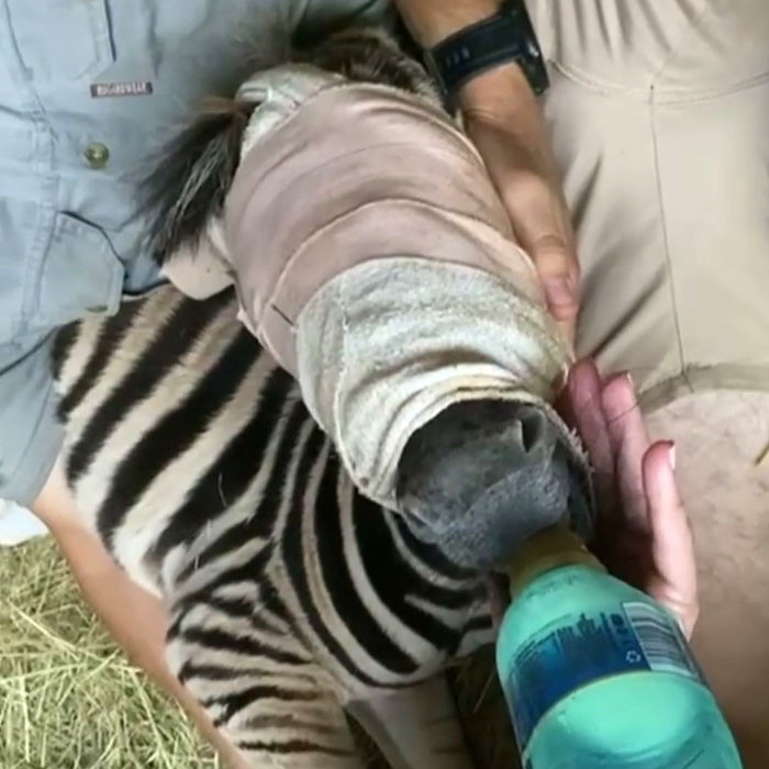 They named the baby zebra Modjadji. 