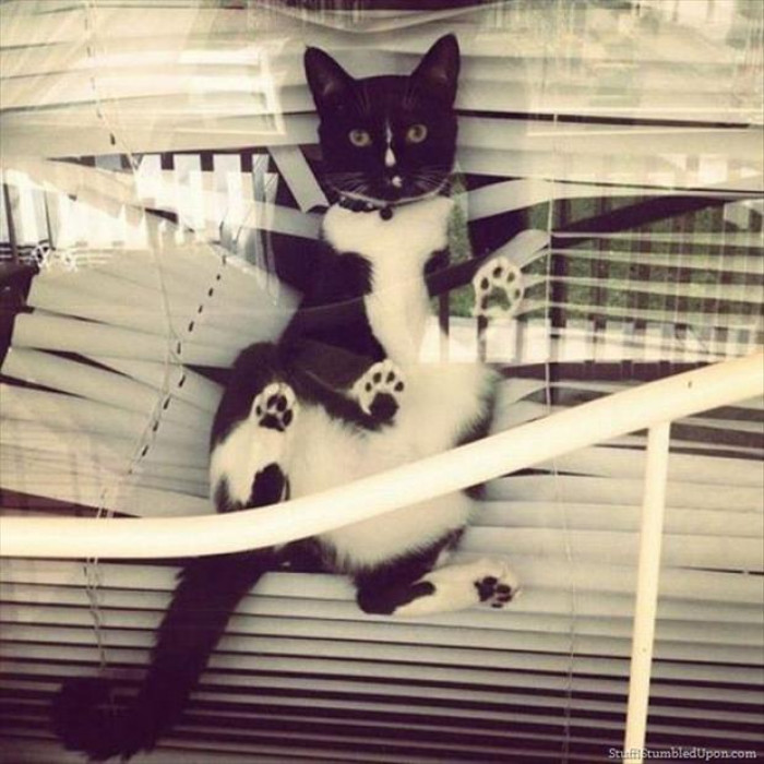 I struggle with getting the blinds up... but not as much as these cats!