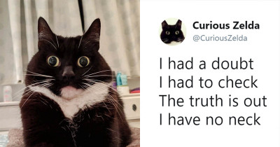 Curious Zelda The Cat Takes Over Twitter With Her Hilarious Posts