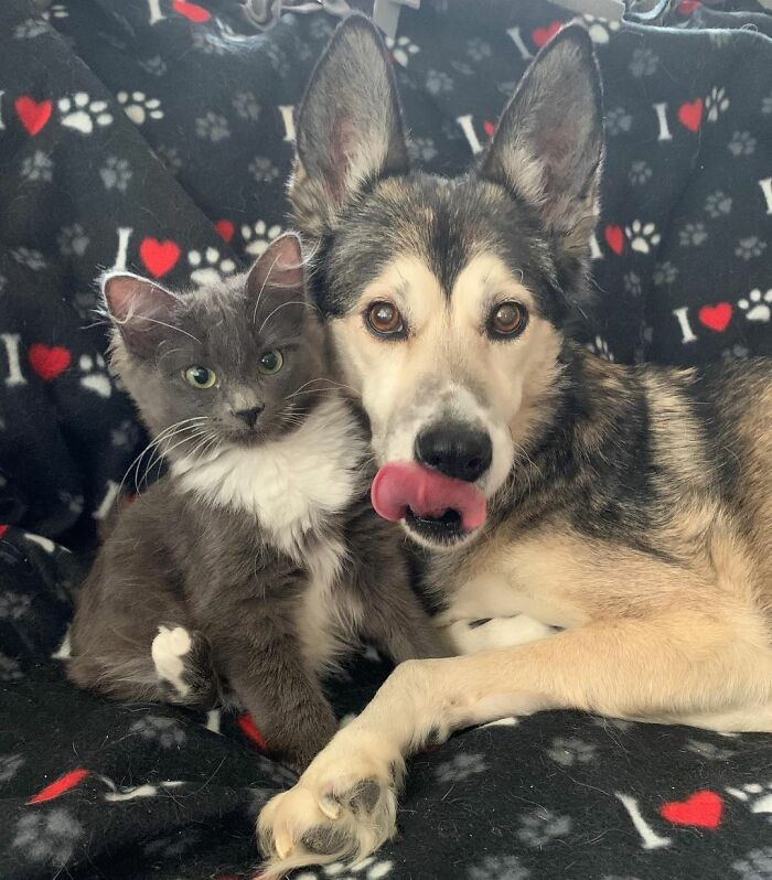 Basner also remarked that her twisted leg has not restricted Lady Purrl from moving around.