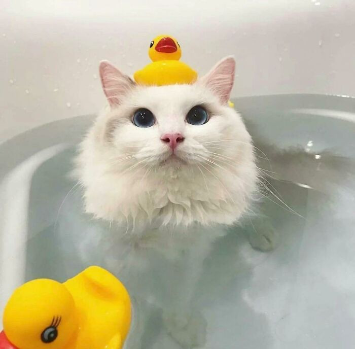 7. This cat loves bath time