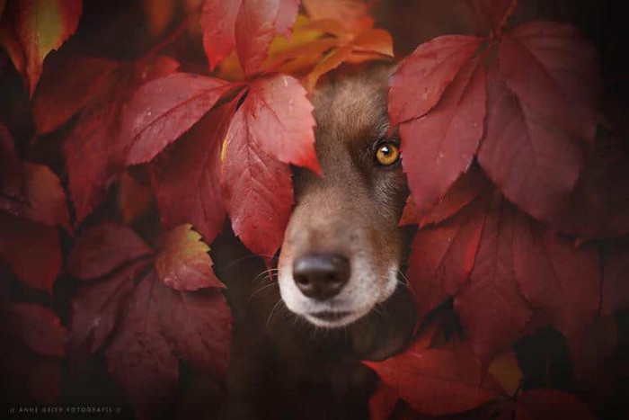16. Autumn Colors