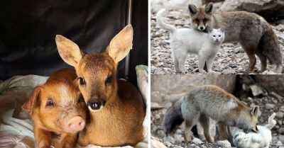 50 Unique Animal Friendships That Will Convince You The World Isn't Such A Bad Place