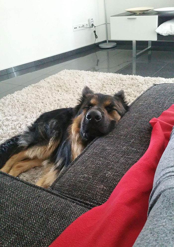 When You're Down, Doggo Will Be There.