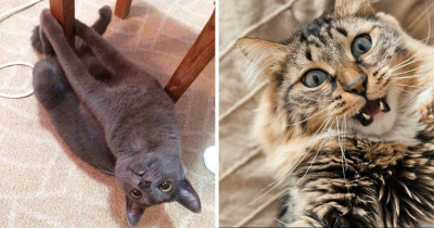 Silly Cats That Will Remind You How Great Cats Are