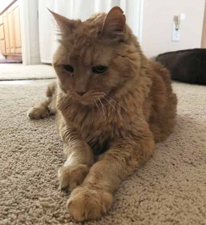 “Meet Abby! She’s 22. She can barely meow nowadays, and a bit of her left ear is missing. But she’s still the cutest cat on earth!’’