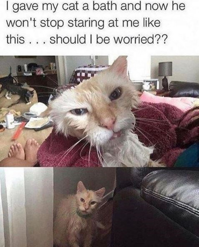 Cat Memes That Only Cat Lovers Will Understand
