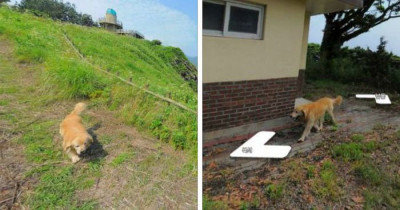 Dog Ends Up In All Of This Google Street Mapper's Photos After Following Him Around The Entire Time