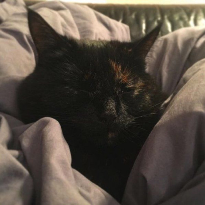 "She will comfort me when I’m feeling down," Ben said. "She’s not a lap cat by any means, but when I’m upset or nervous, she will hop up onto me, push me back so I lay down, and then she’ll just sit on my chest, purring like mad and nuzzling my face with her nose. She's a very loving cat."