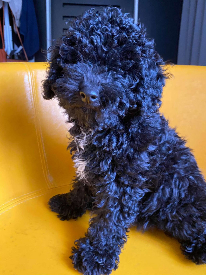 Camouflaged dog in a cluttered area, using colors to disguise itself