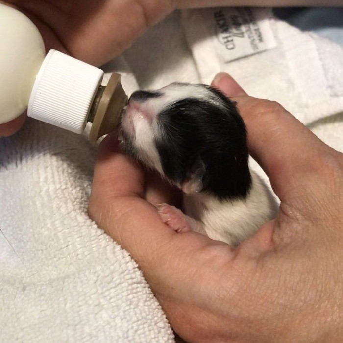 Close-up of a small kitten sitting attentively, looking toward the camera