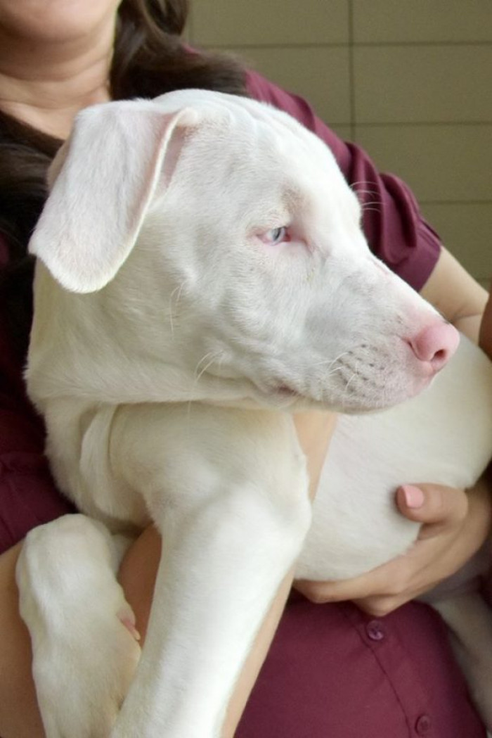 Kelleher, the social media manager for the HWAC, says that Denver constantly checks on his sister and ensures she knows he is always nearby.