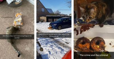 Funny Photos of Cats Basically Being Jerks