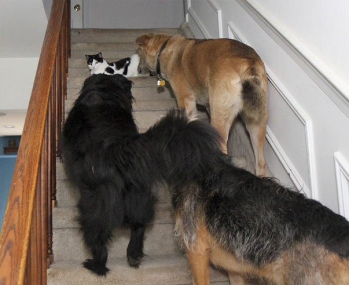 Terribly Amusing Photos Of Cats And Dogs Together Living Up To Their S - Cats On Catnip