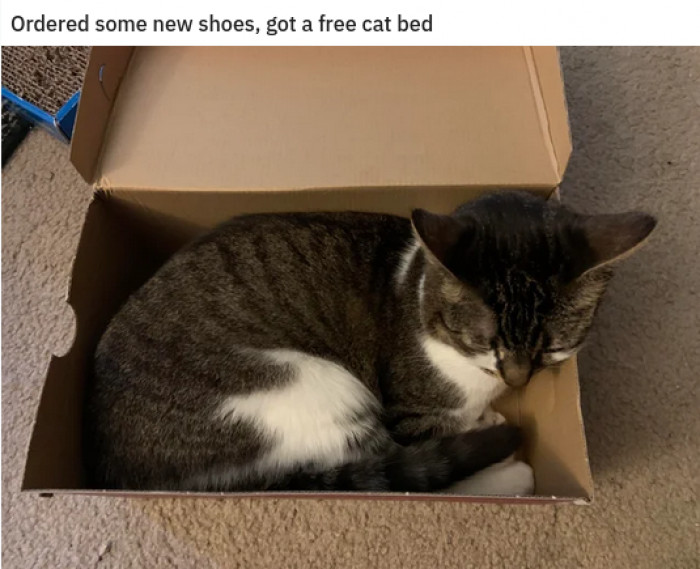 6. The purrks of having cats.