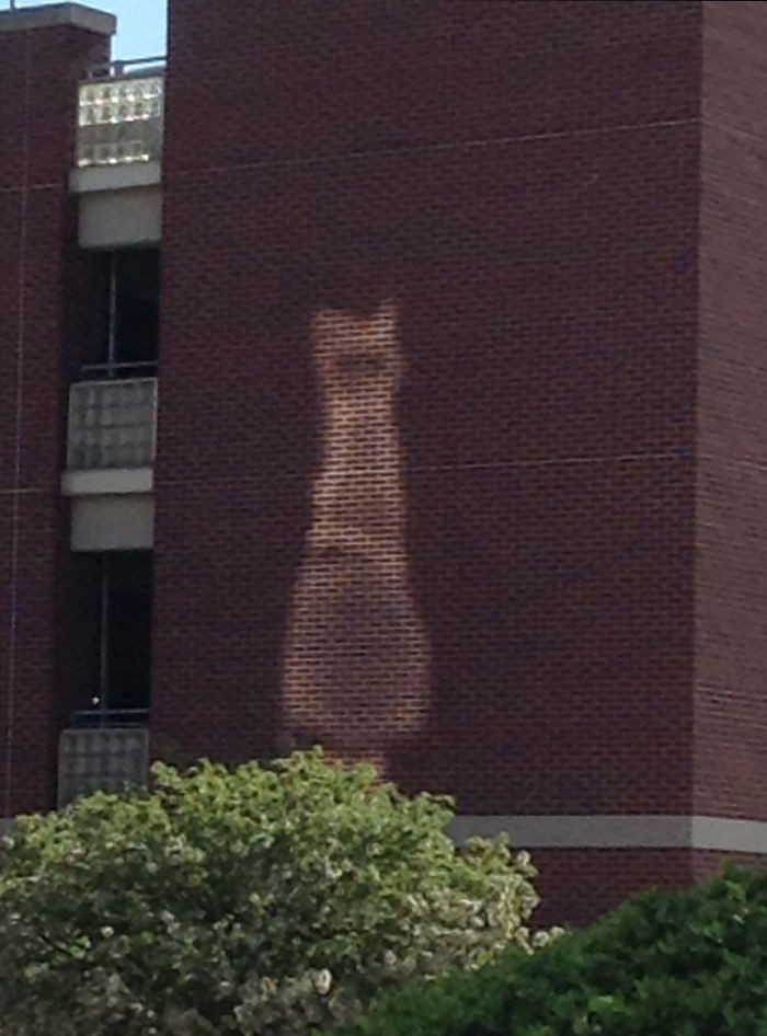 "The Way the Glass from One Building Reflects onto the Brick into the Image of a Cat."