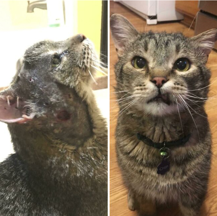 18. This is Chip. Chip was attacked by a coyote and survived! Now he's living his best cat life!