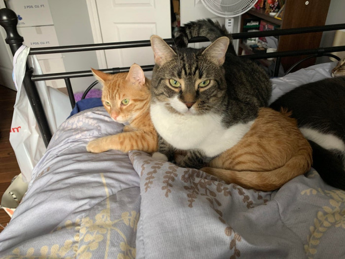 9. "Majin loves asserting his dominance over our foster cat."