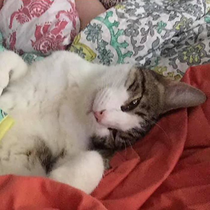 "They thought he was a neighbor's pet."