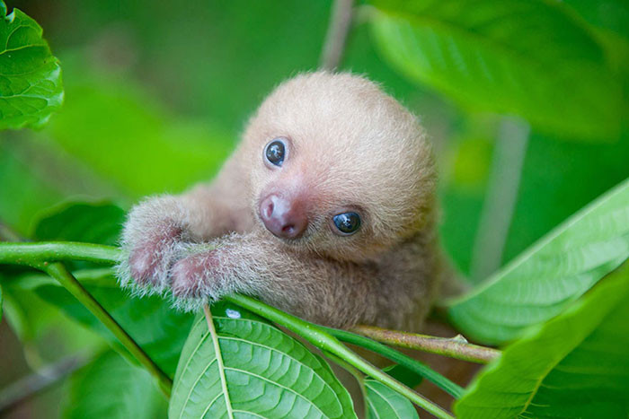 8. Tiny Baby Sloth