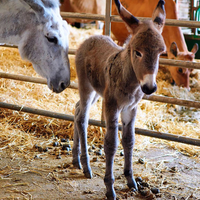 A cute little foal named Monty