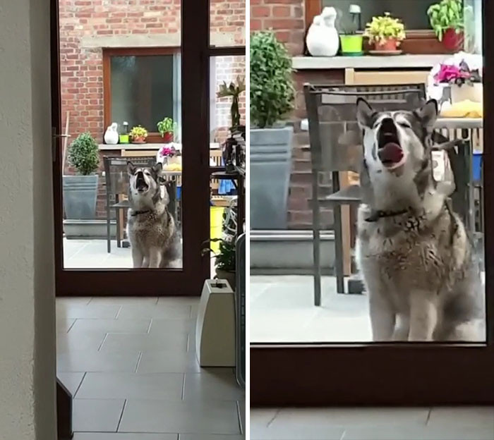 44. Window Licker. Slurp!