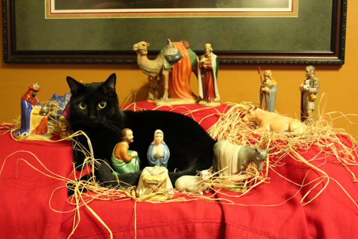 11. "Our Cat Porter Has Joined The Nativity Scene"