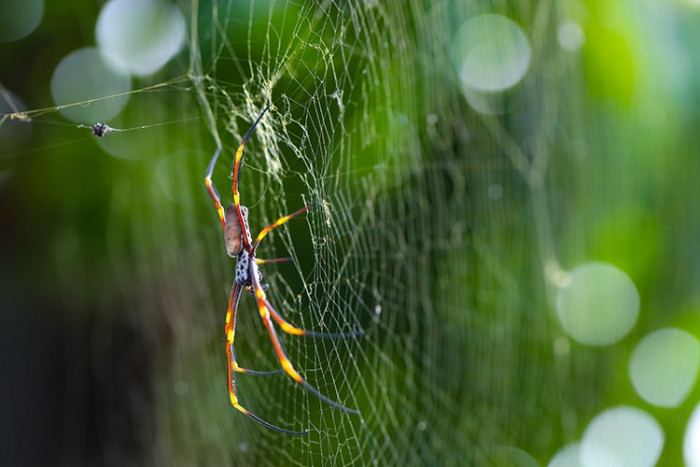 The vast majority of harmful spiders are nonlethal to humans. 