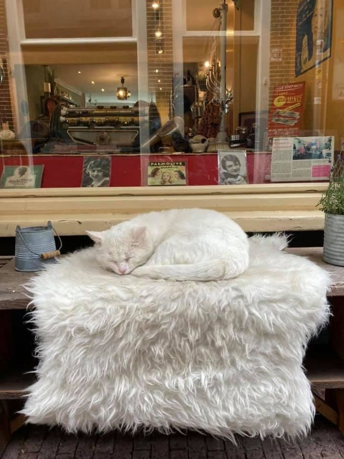 "I Did Not Dare To Disturb This Little White Cloud"